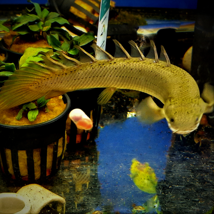 Bichir Bichirs Polypterus Senegalus