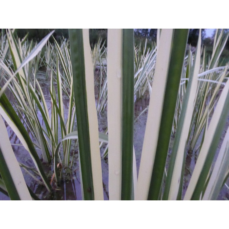 Acorus Calamus Variegatus 1 litre and 3 litre Live Plant