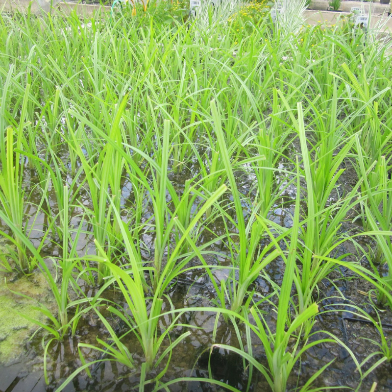 Cyperus Papyrus Egyptian Paper Rush
