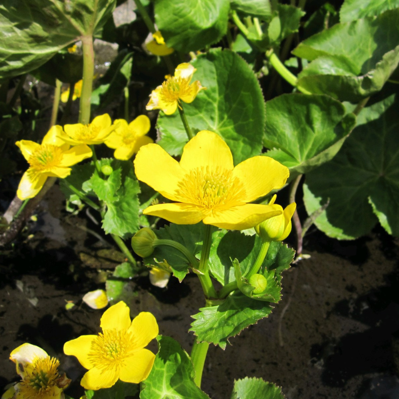Wildlife Pond Plant Collection Bundle