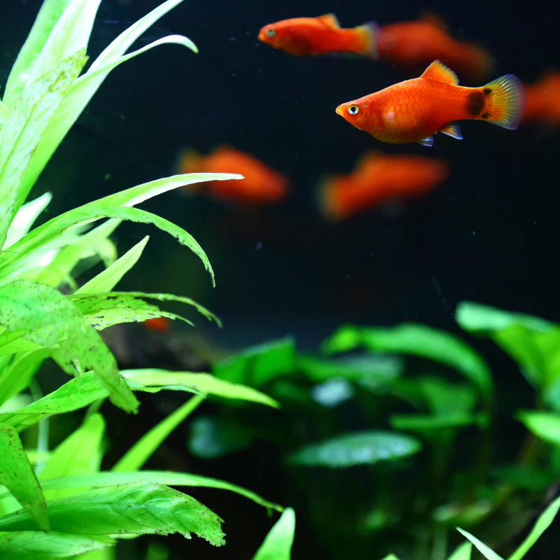 Red Mickey Mouse Platy