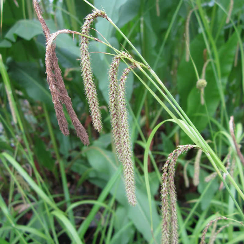 Carex Pendula Pendulous Sedge