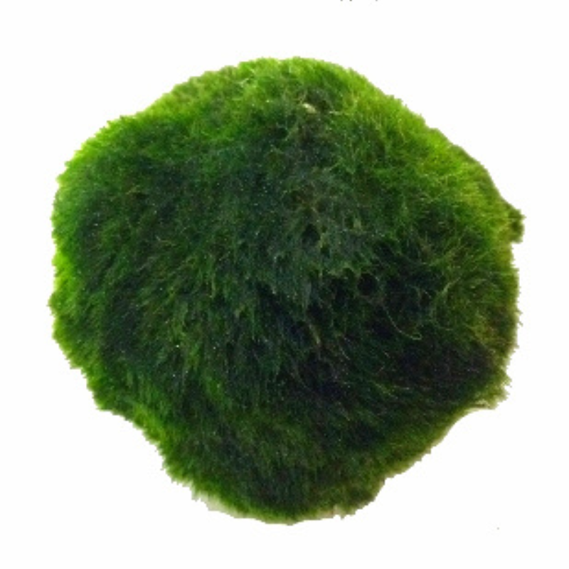 Marimo Moss Ball 4-5cm