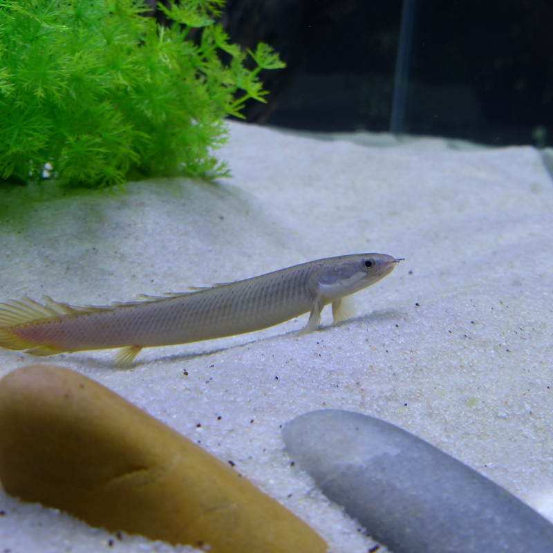 Bichir Bichirs Polypterus Senegalus
