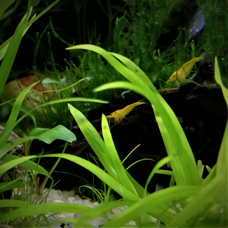 Yellow Shrimp