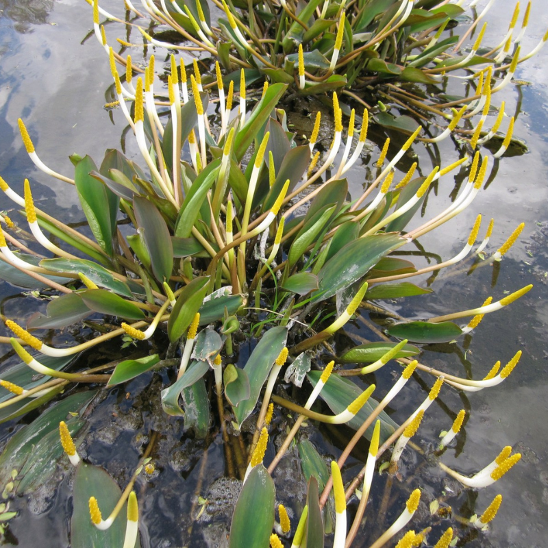 Orontium Aquaticum Golden Club