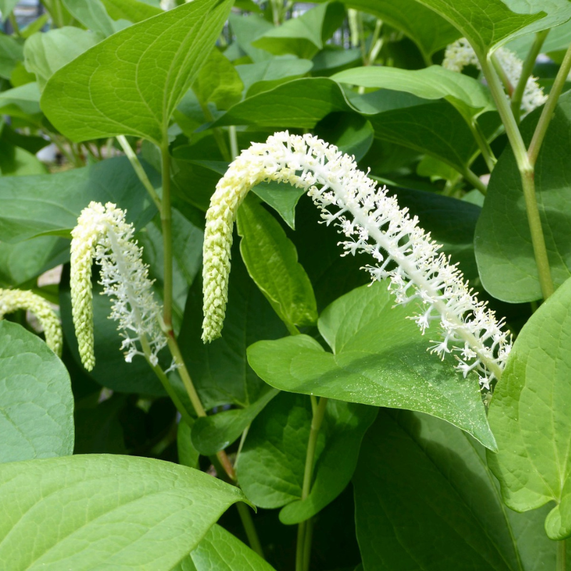 Saururus Cernuus Lizards Tail