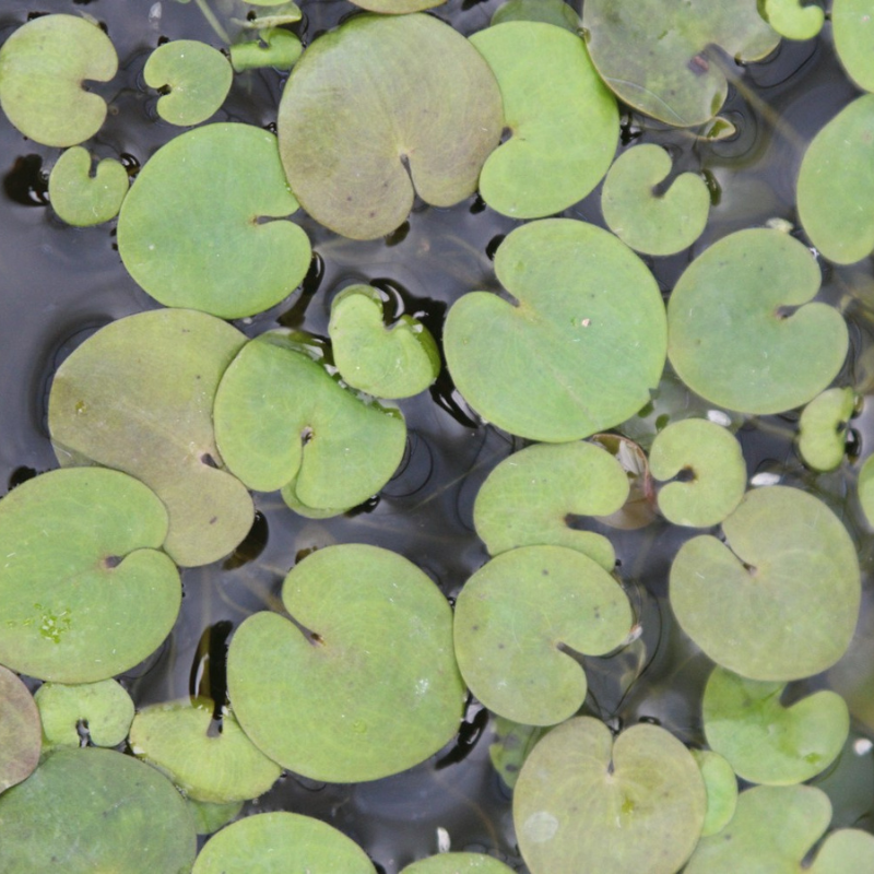 Frogbit Hydrocharis Morsus Ranae
