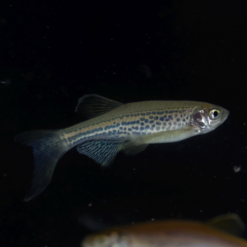Leopard Danio