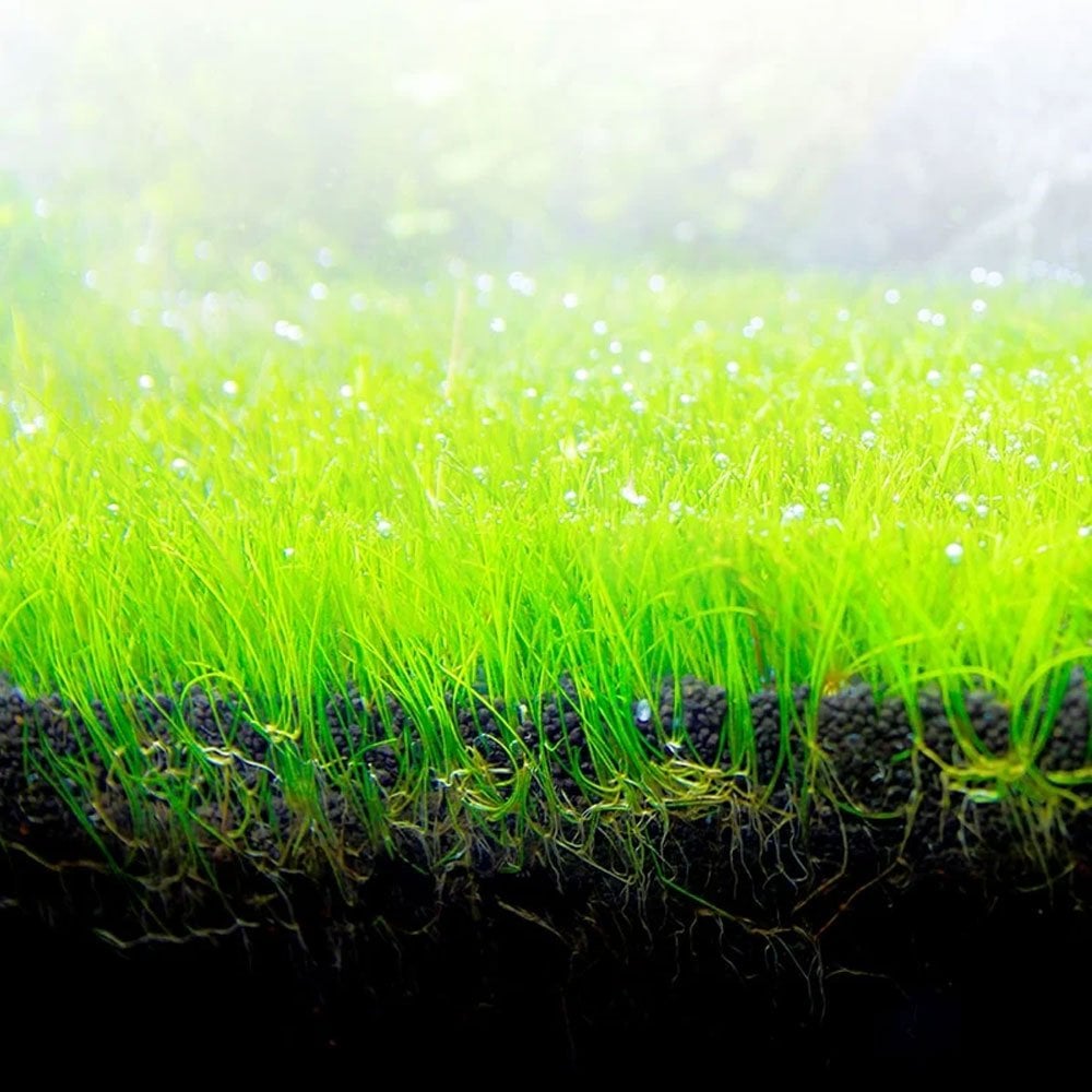 Fluval BIO-STRATUM Substrate for Planted Aquariums 3 Sizes