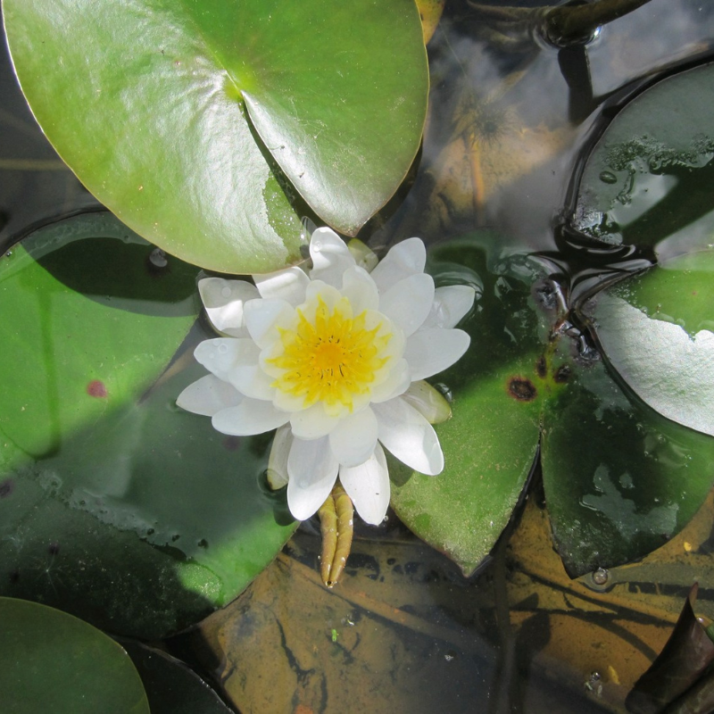 Nymphaea Marliacea Albida