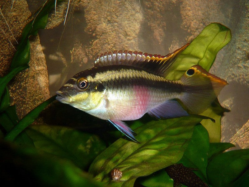 Kribensis Cichlid