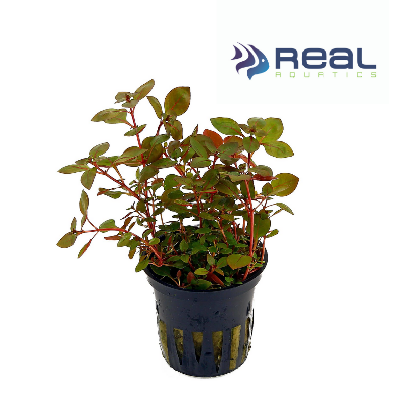 Ludwigia palustris red