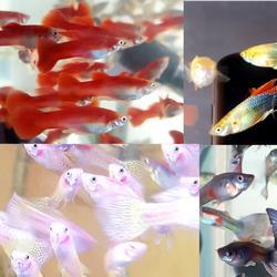 Assorted Male Guppy