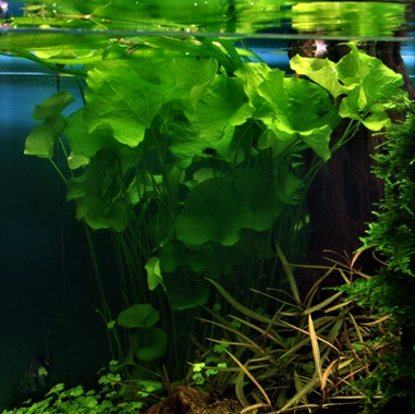 Nymphoides Hydrophylla 'Taiwan' Live Plant Potted