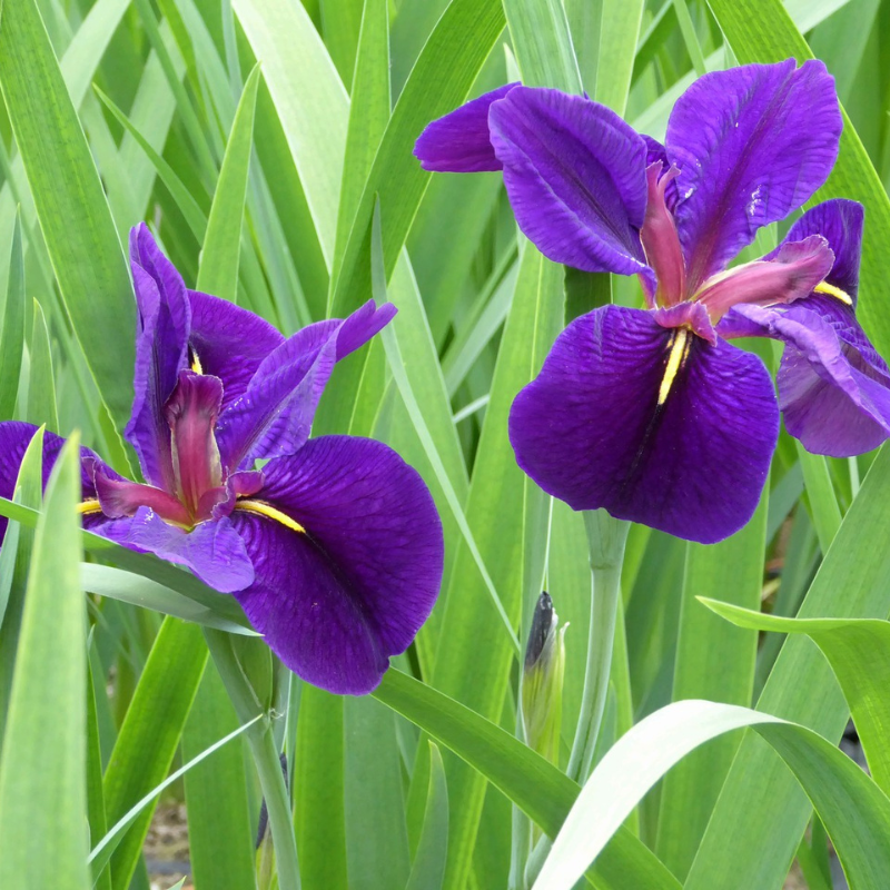 Iris Louisiana Black Gamecock