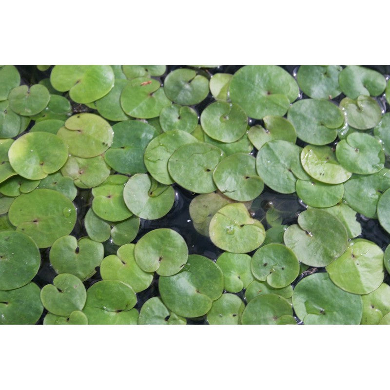 Frogbit Hydrocharis Morsus Ranae Live Plant