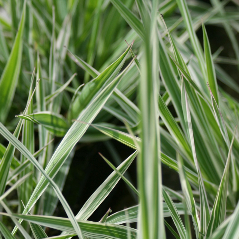 Phalaris Arundinacea Variegata Picta Gardeners Garters