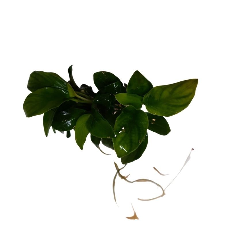 Anubias Petite Live Plant Bunched