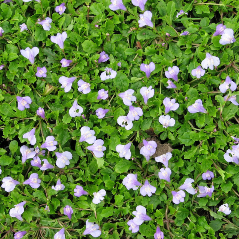 Mazus Reptans Chinese Marshflower