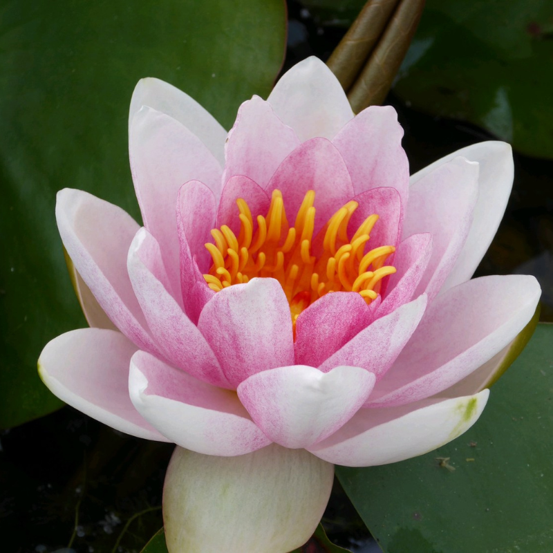 Nymphaea Mrs Richmond 3Ltr