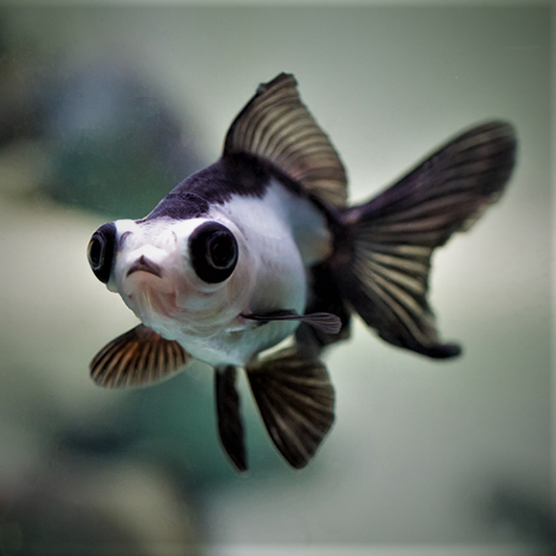 Panda Moor Goldfish 2-3"