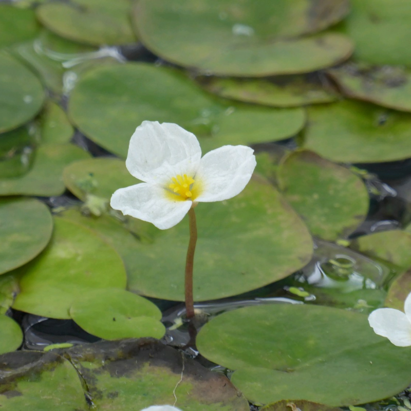 Frogbit Hydrocharis Morsus Ranae