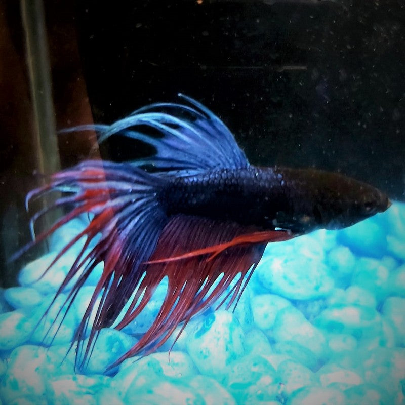 Male Betta Siamese Fighter Fish (#5)