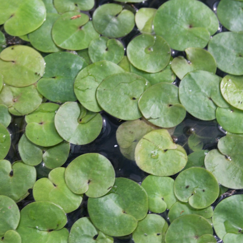Frogbit Hydrocharis Morsus Ranae