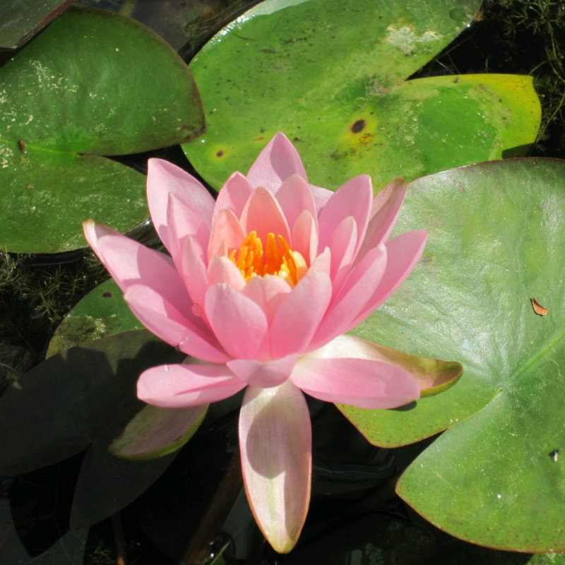 Nymphaea Odorata Firecrest