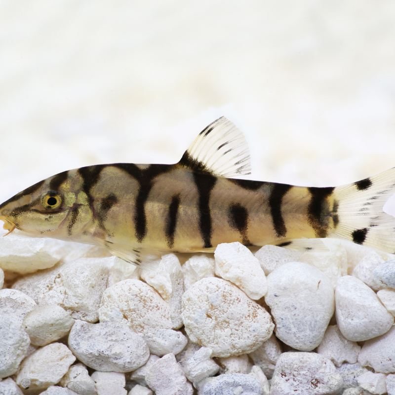 Pakistani Yo-Yo Loach