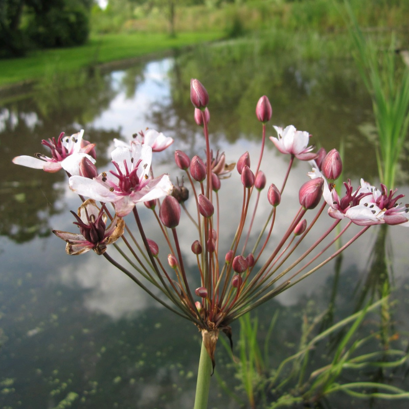 Butomus Umbellatus Flowering Rush