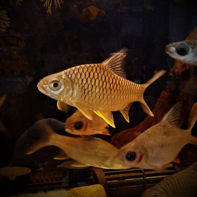 Lemon Fin Barb Diamond Shark Hypsibarbus 4-5"