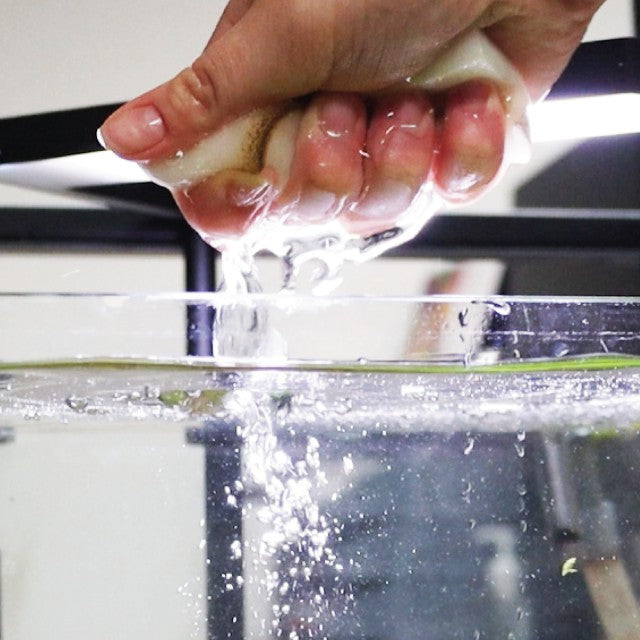 NT Labs ProCare Algae Sponges (pack of 3)