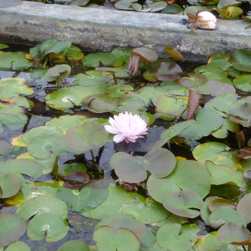 Nymphaea Gloire Temple Sur Lot Water Lily