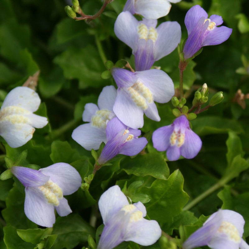 Mazus Reptans Chinese Marshflower