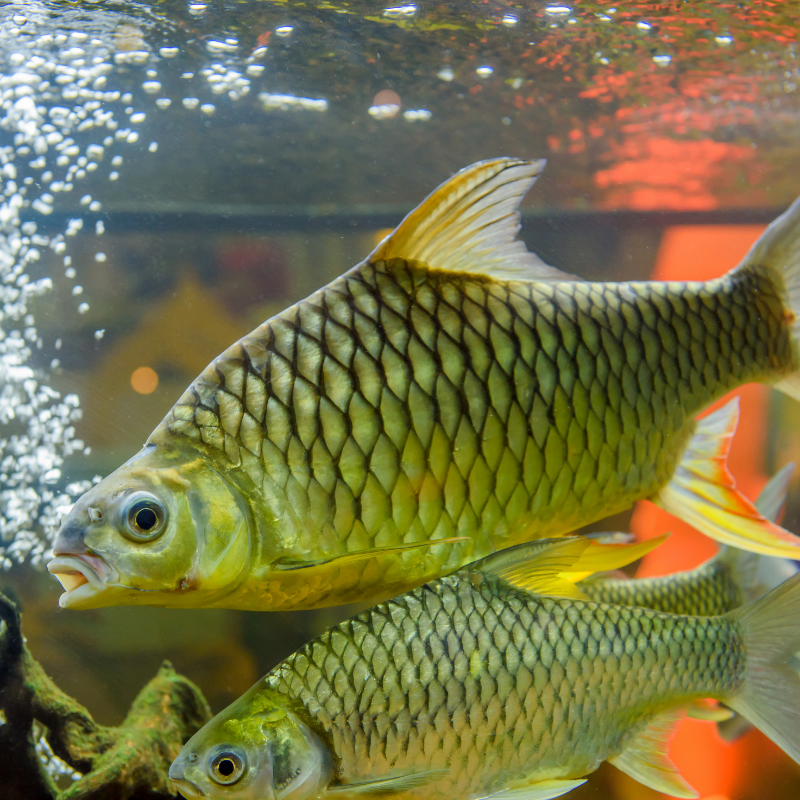 Lemon Fin Barb Diamond Shark Hypsibarbus 2-3"