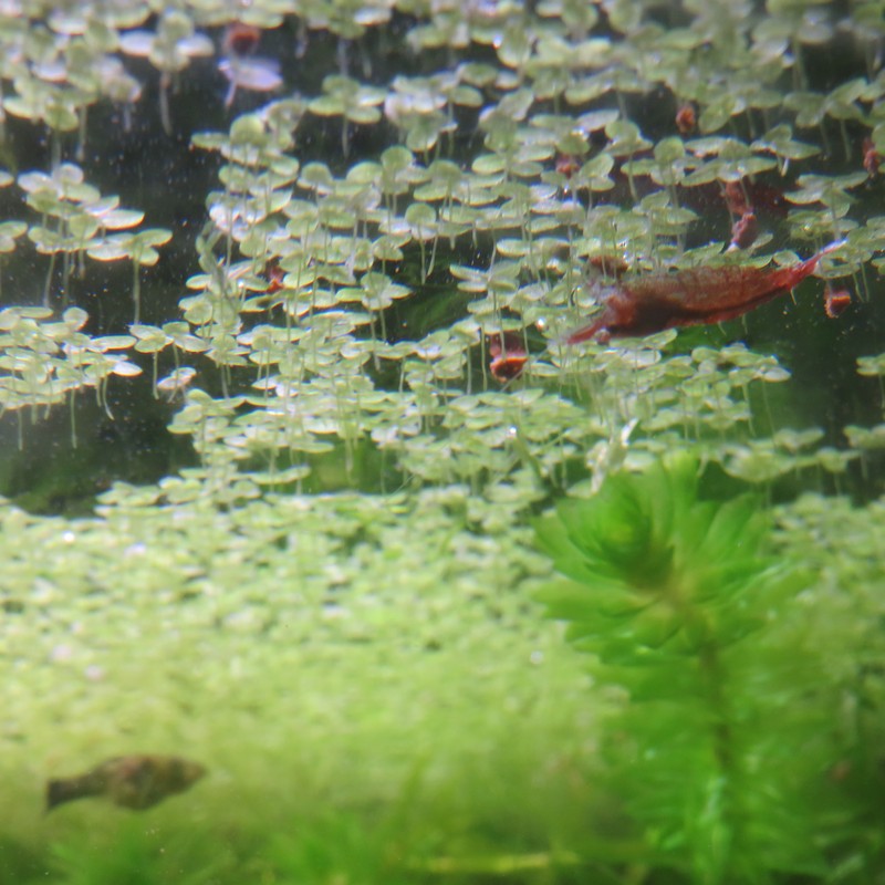 Duckweed Lemna - Aquarium Portion 10g