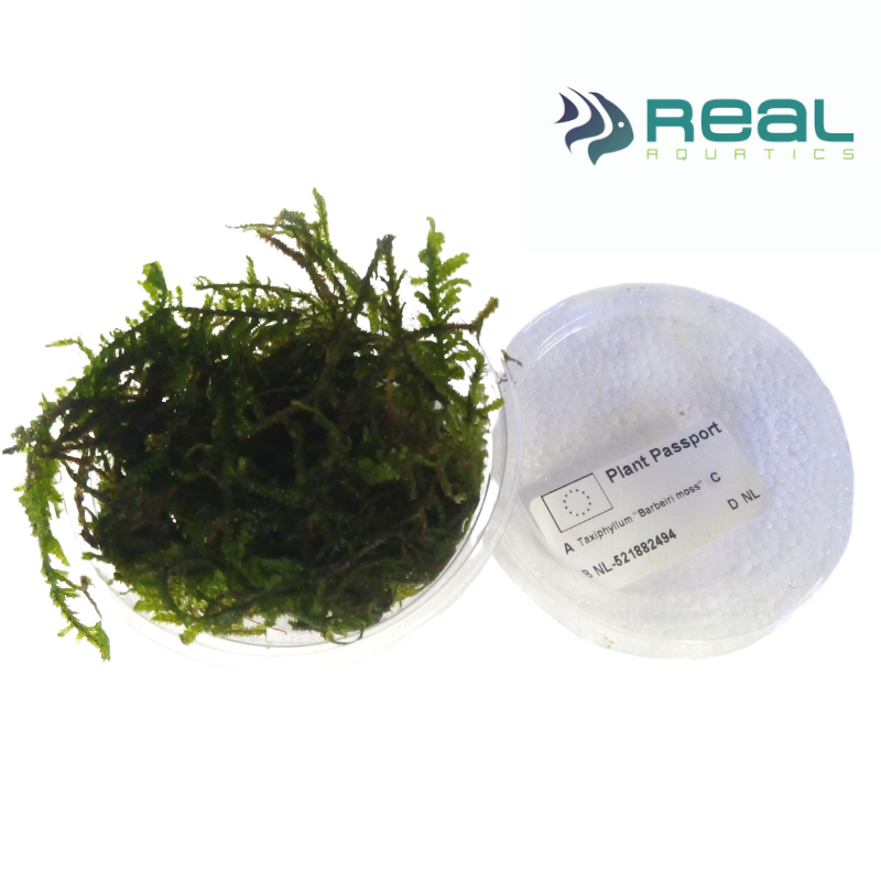 Taxiphyllum Barbeiri Moss