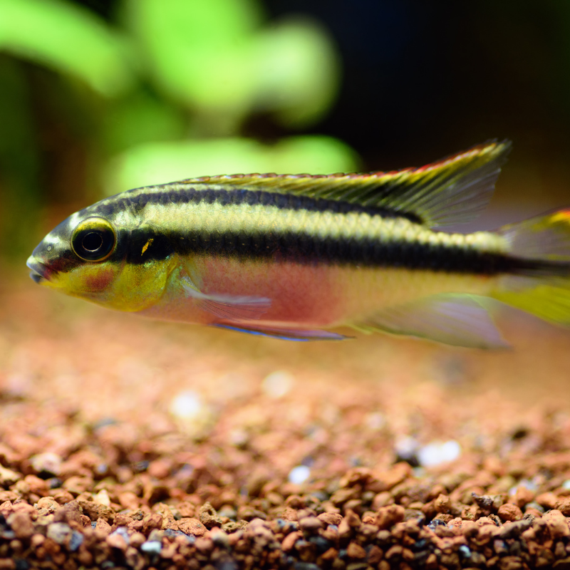 Kribensis Cichlid