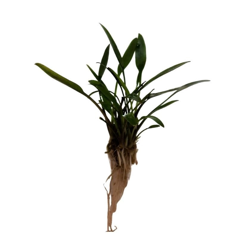 Cryptocoryne Nevellii Live Plant Bunched