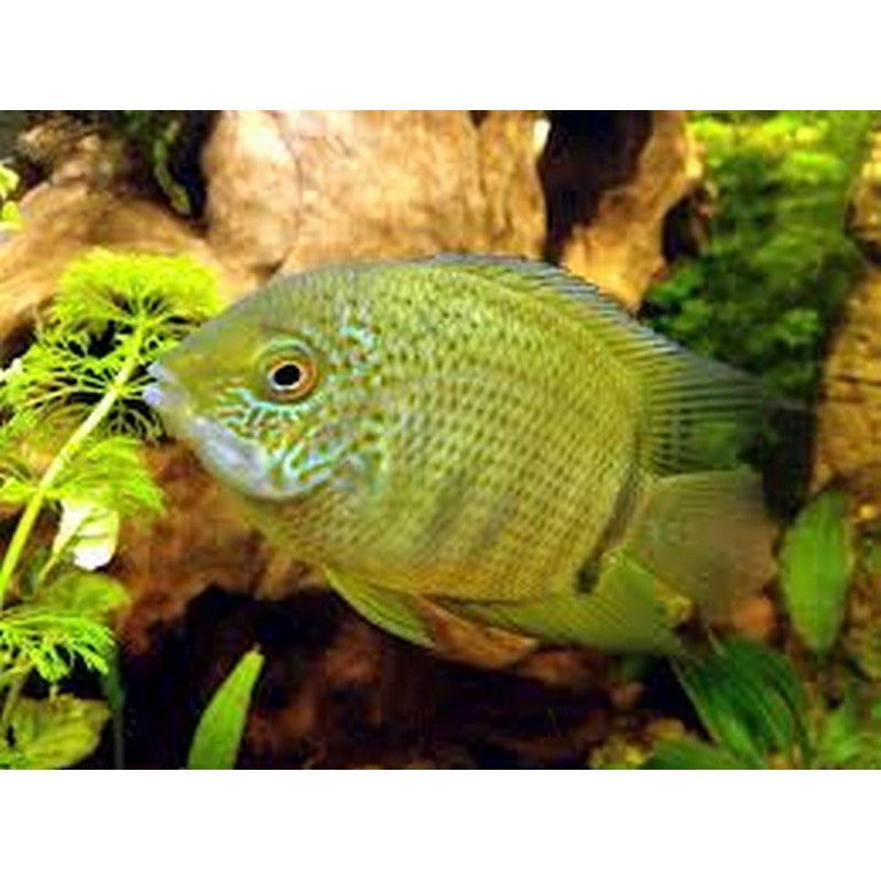 Green Severum