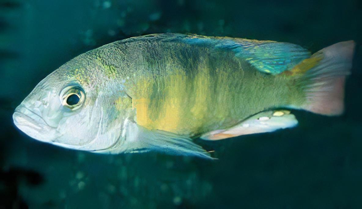 Haplochromis Brownae Malawi African Cichlid