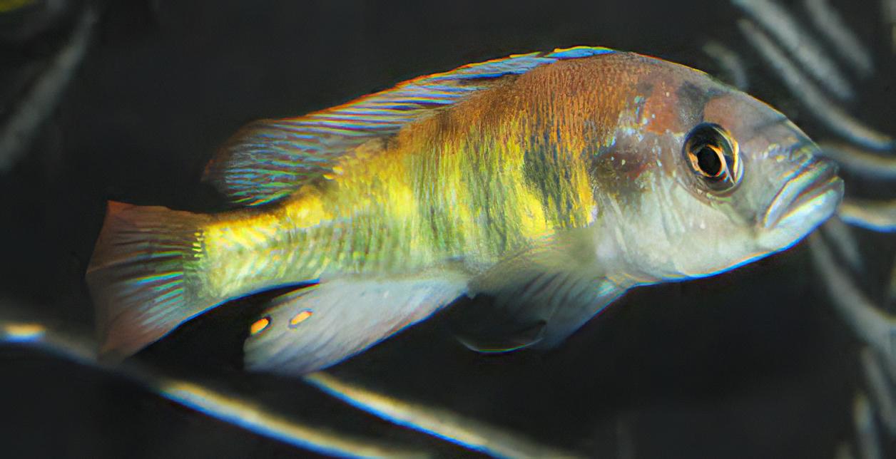 Haplochromis Nyererei Victoria African Cichlid