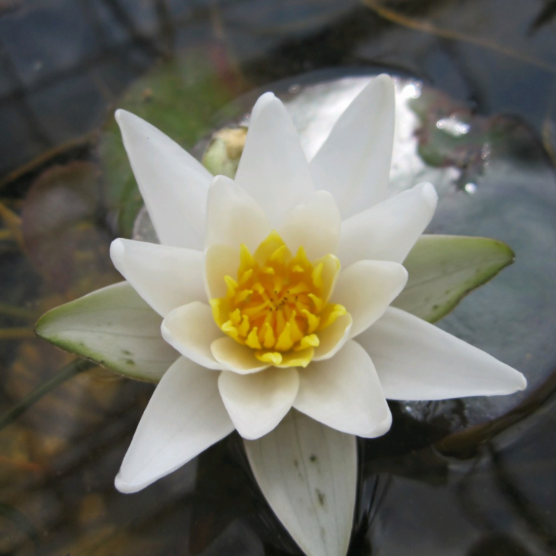 Nymphaea Alba White Lily Waterlily