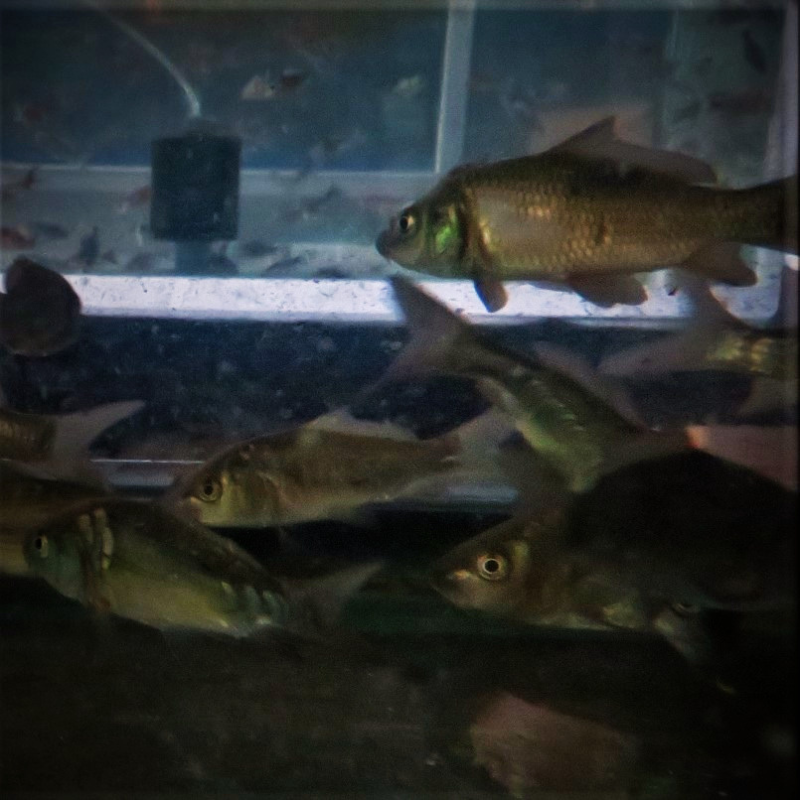 Mixed Bundle Common & Mirror Carp 2-3"