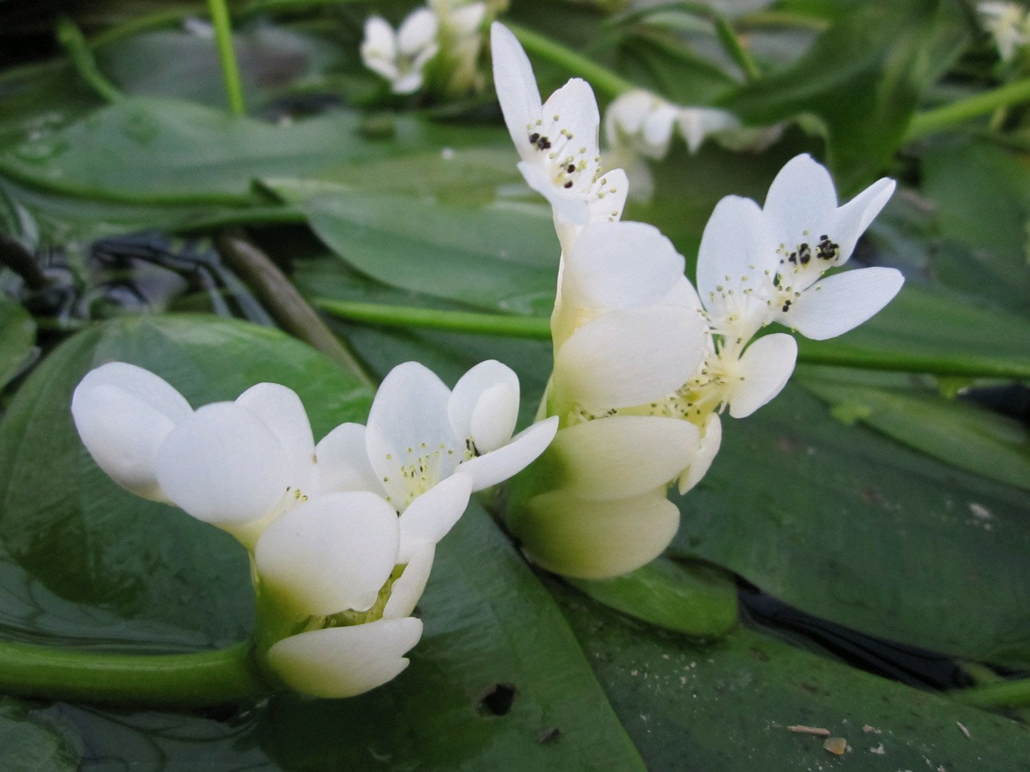 Water Hawthorn Aponogeton Distachyos Live Plant