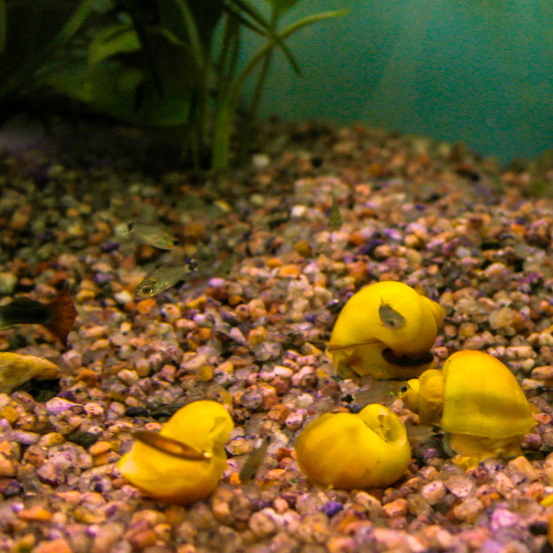 Golden Apple Snail Pomecaii