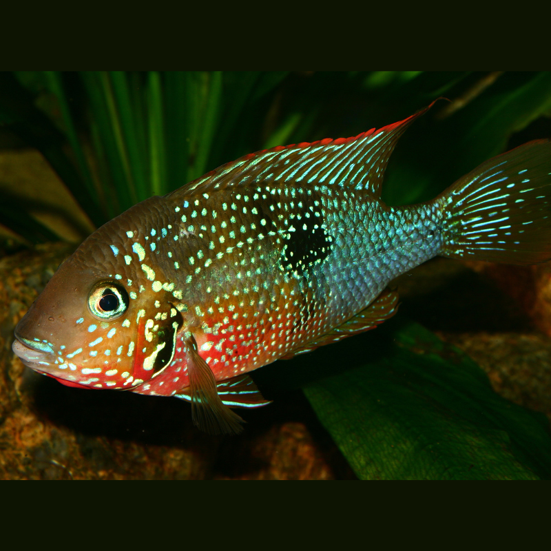 Ellioti Cichlid