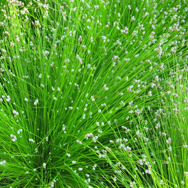 Scirpus Cernuus Fibre Optic Plant
